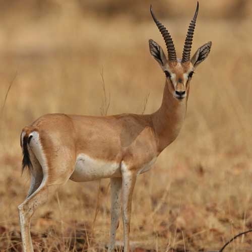 Desert National Park Jaisalmer
